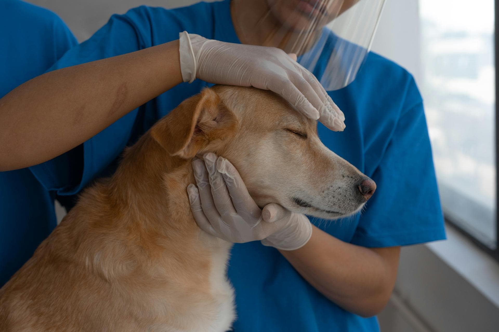 Specialist Vets in Cape Girardeau