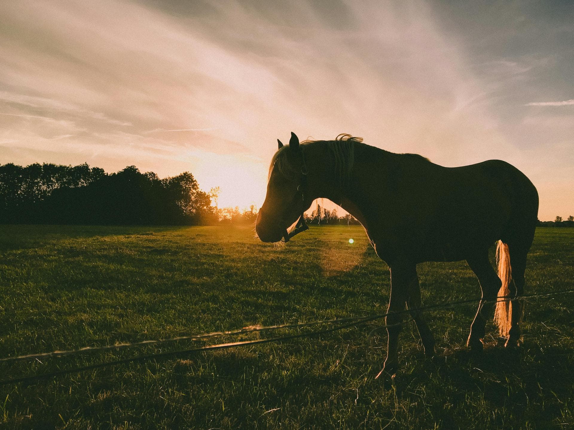 Farm & Large-Animal Vets near Cape Girardeau